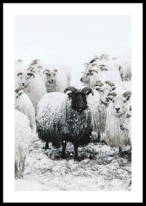Winter Sheep-0
