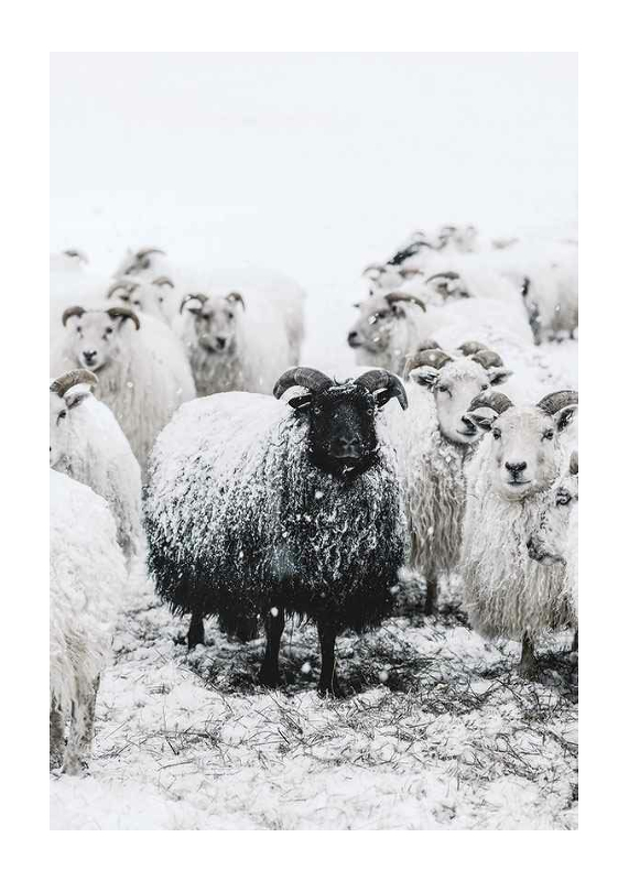 Winter Sheep-1