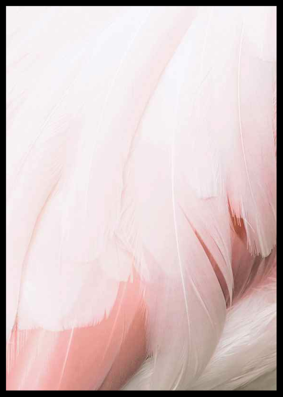 Flamingo Feathers-2