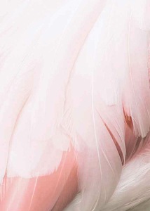 Flamingo Feathers-3
