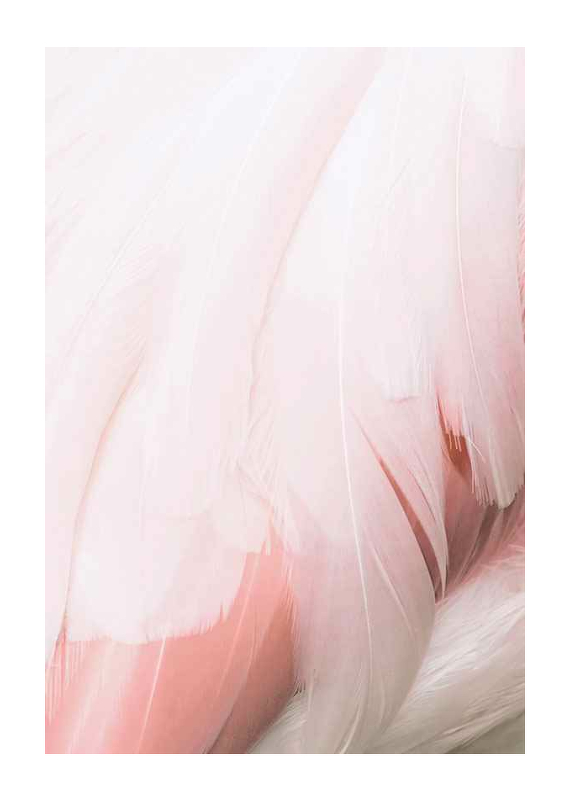 Flamingo Feathers-1