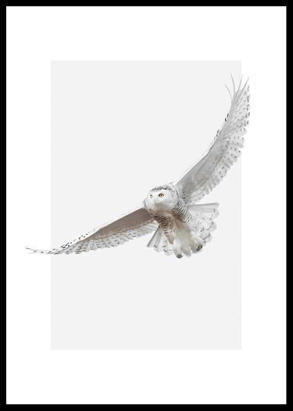 White Owl-0