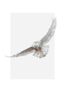 White Owl-1