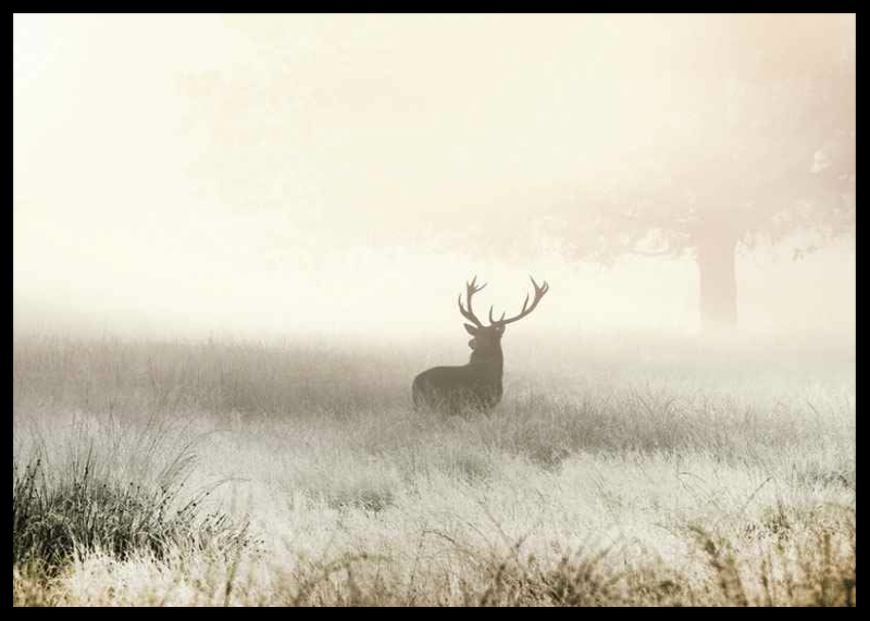 Deer In Mist-2