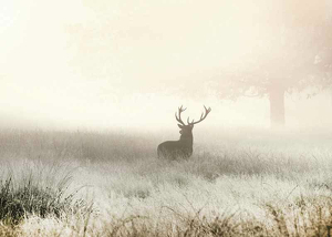 Deer In Mist-3