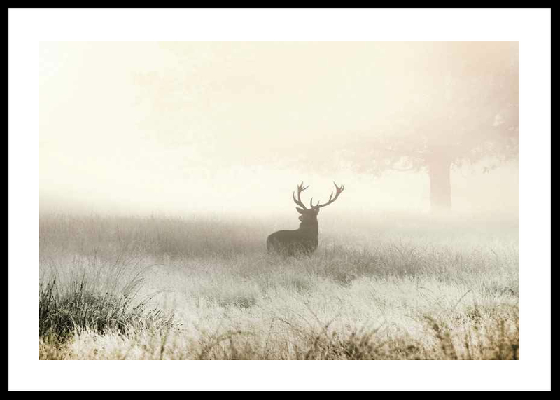 Deer In Mist-0