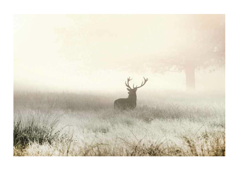 Deer In Mist-1