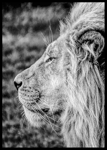 Male Lion Profile-2