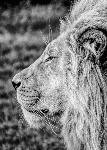 Male Lion Profile-3