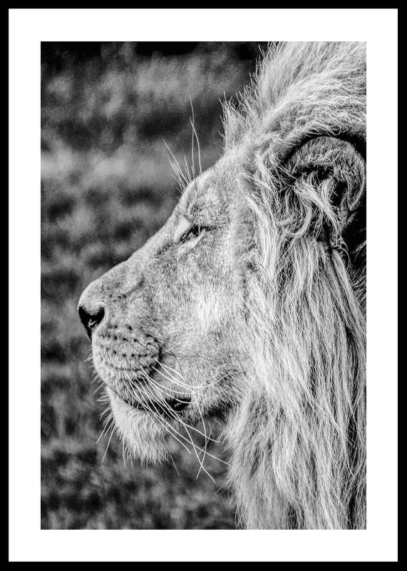 Male Lion Profile-0