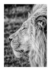 Male Lion Profile-1