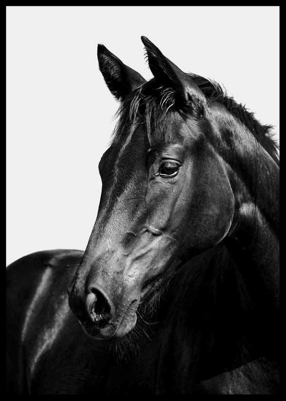 Black Horse-2