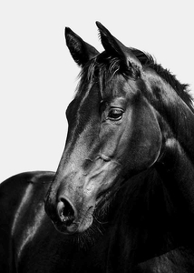 Black Horse-3
