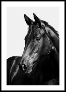 Black Horse-0