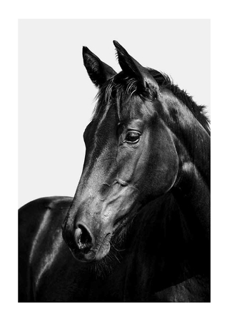 Poster Black Horse