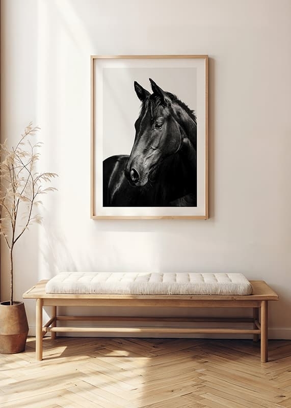 Black Horse-4