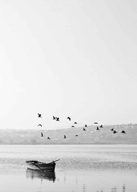 Birds over lake-3
