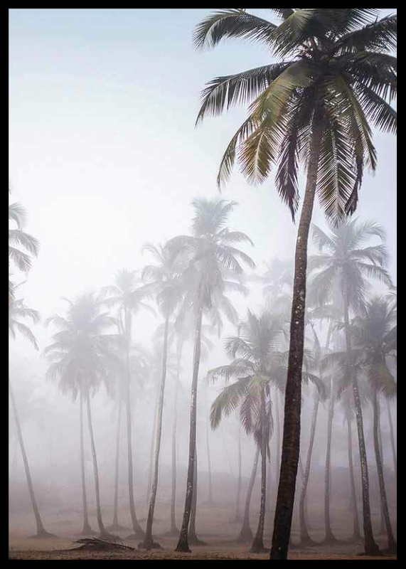 Palms In Haze-2