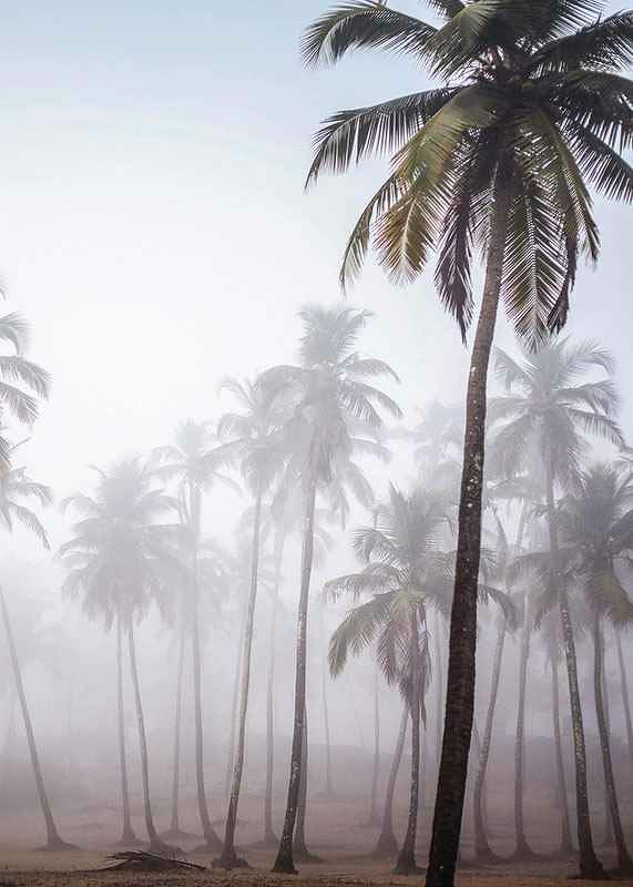 Palms In Haze-3