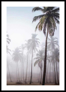 Palms In Haze-0