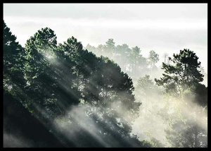 Sunlight Forest-2