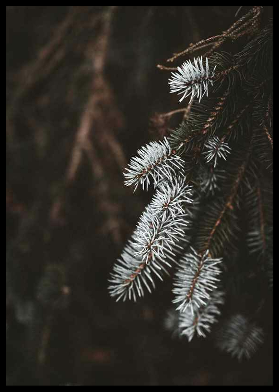 Fir Needle In White-2