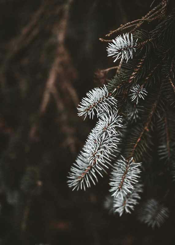 Fir Needle In White-3
