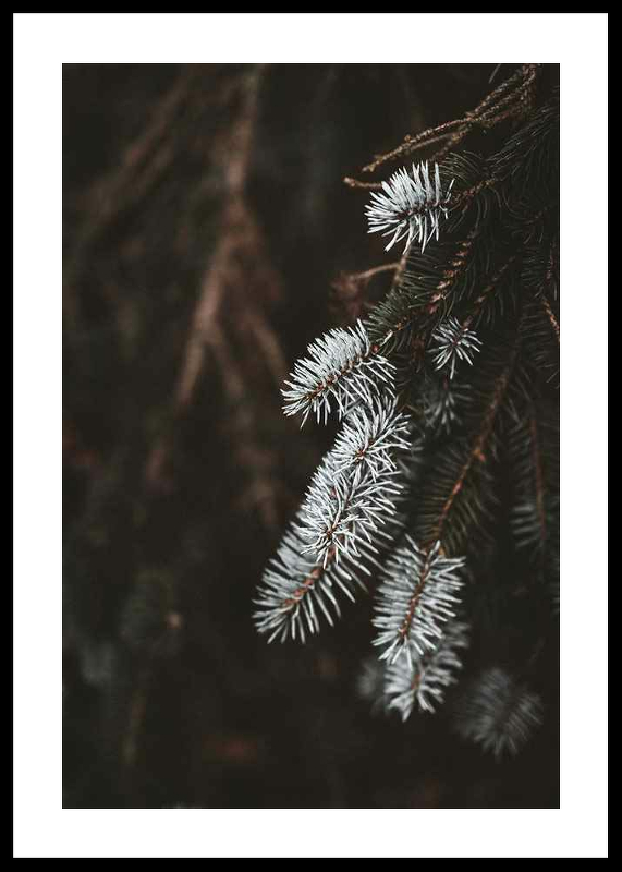 Fir Needle In White-0