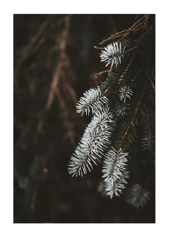 Fir Needle In White-1