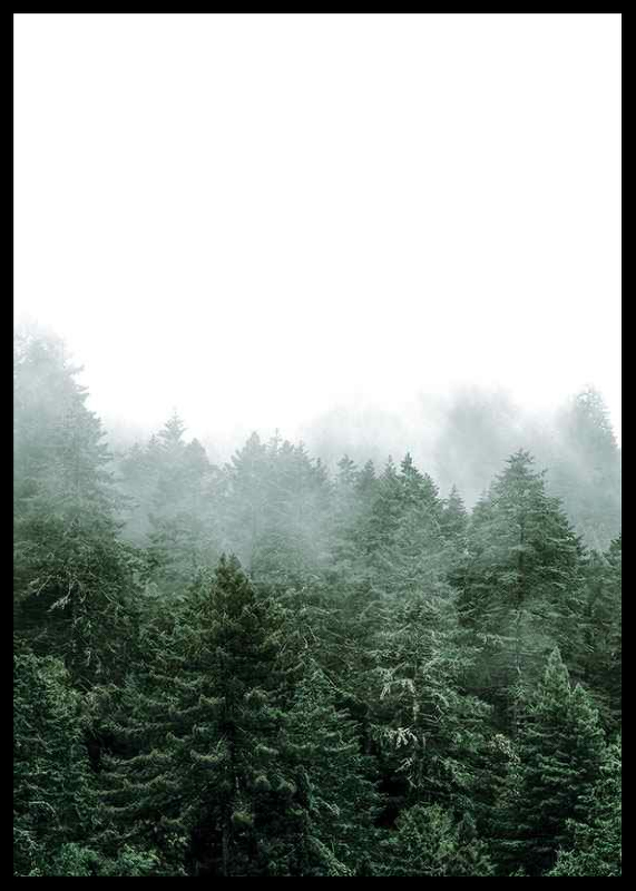 Misty Forest-2