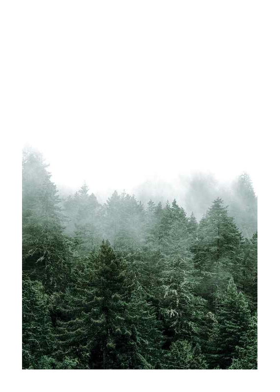 Misty Forest-1