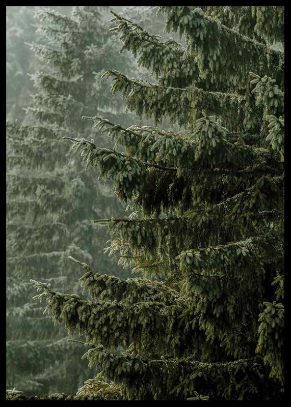 Spruce Trees-2