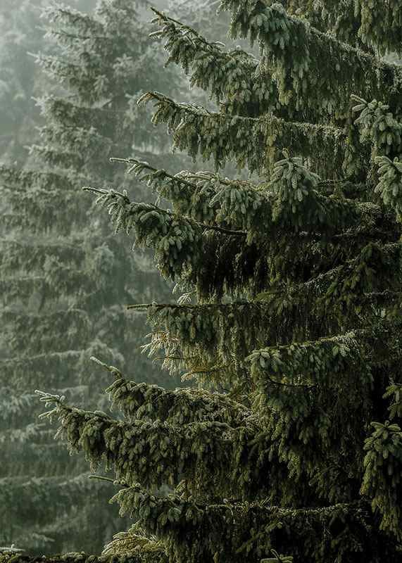 Spruce Trees-3
