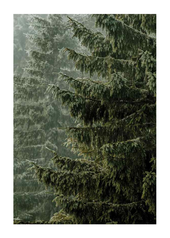 Spruce Trees-1