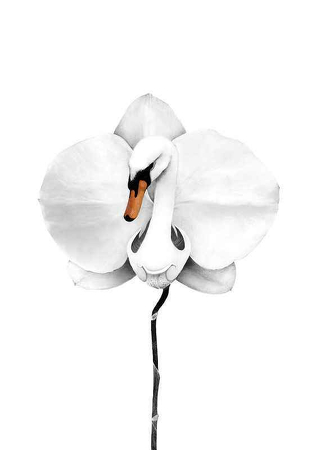 Poster Sanna Wieslander Swan Orchid