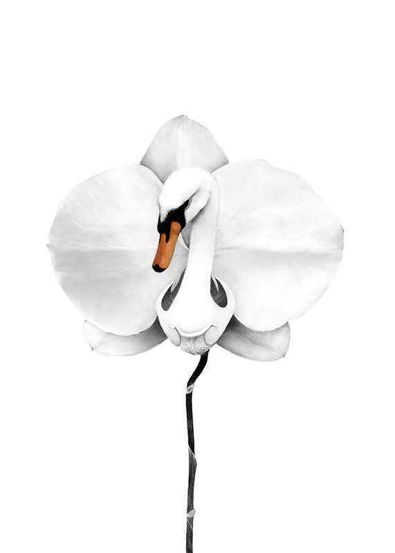Sanna Wieslander Swan Orchid-1