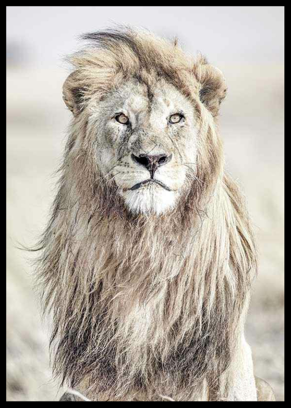 Majestic Lion Color-2