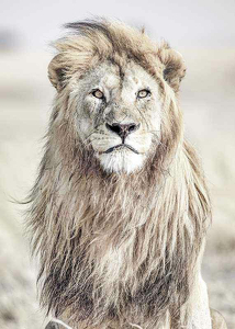 Majestic Lion Color-3