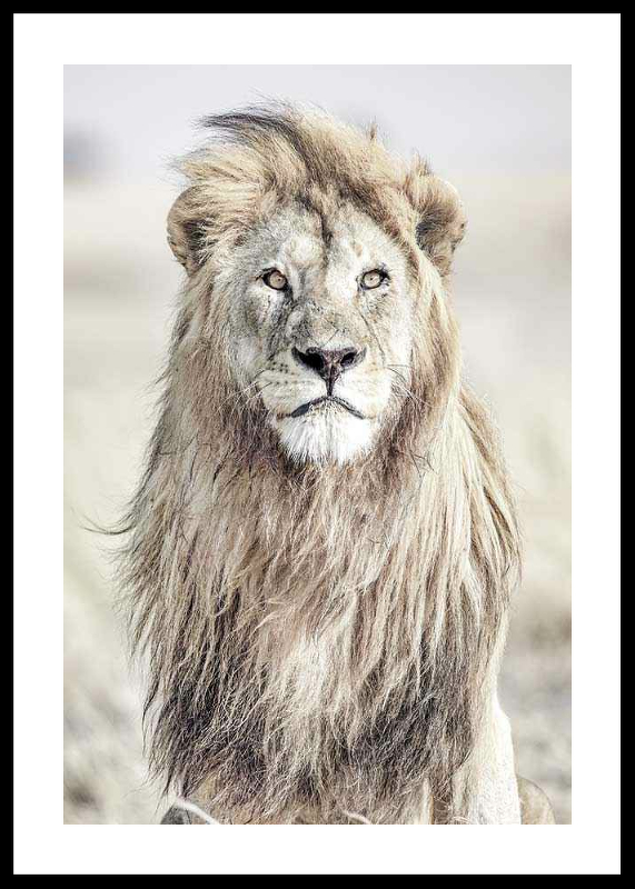 Majestic Lion Color-0