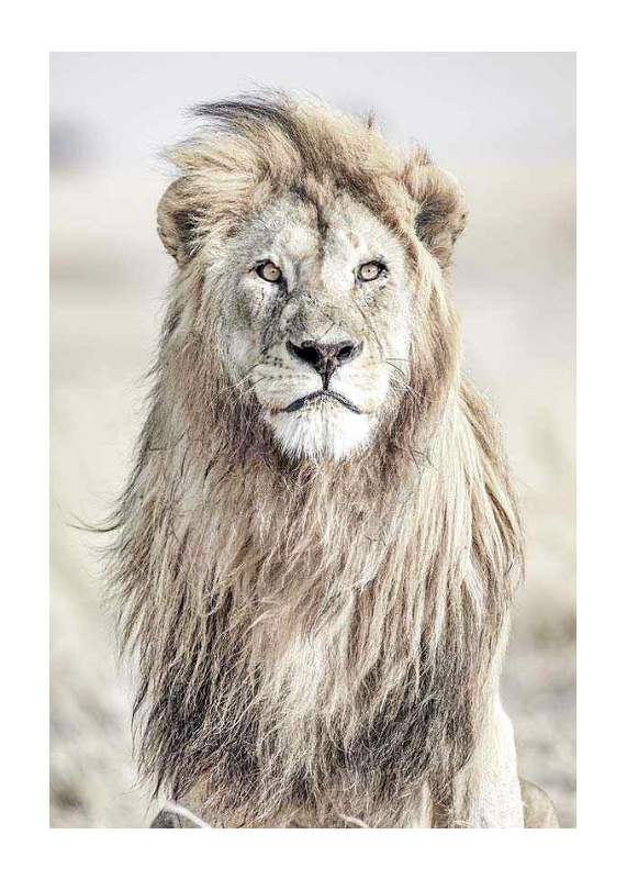 Majestic Lion Color-1