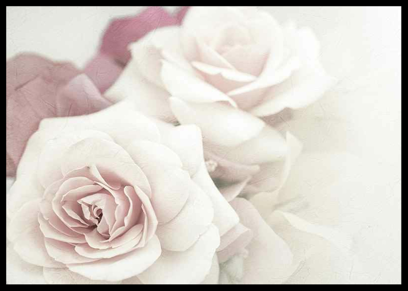Perfect Pair Roses-2