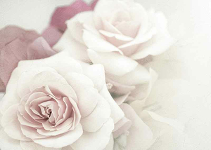 Perfect Pair Roses-3