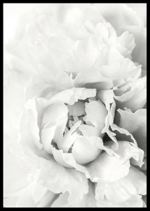 White Rose No1-2