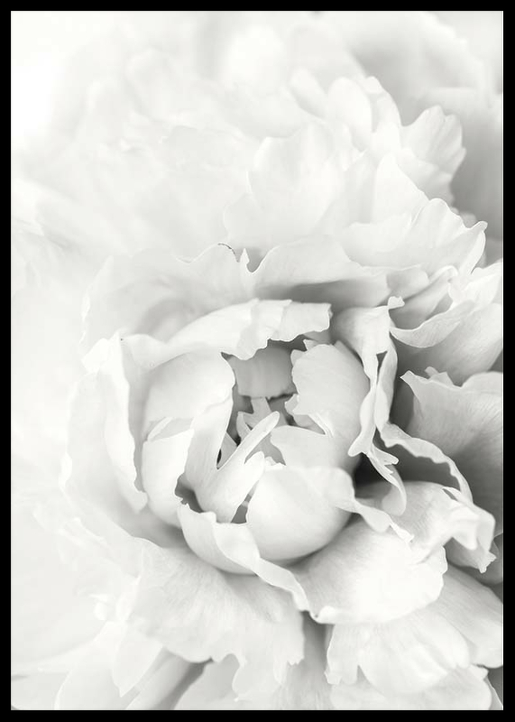White Rose No1-2