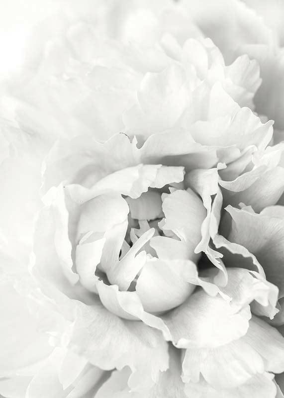 White Rose No1-3