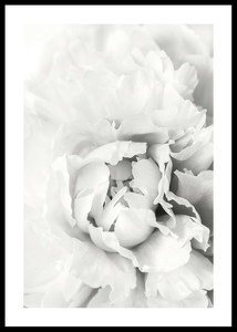White Rose No1-0