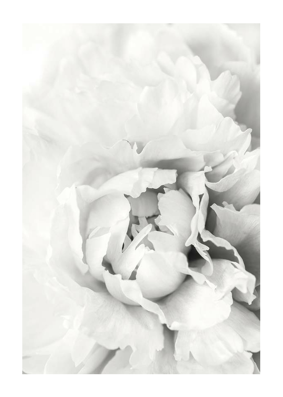 White Rose No1-1