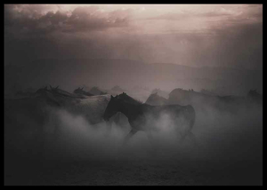 Sunset Horses-2