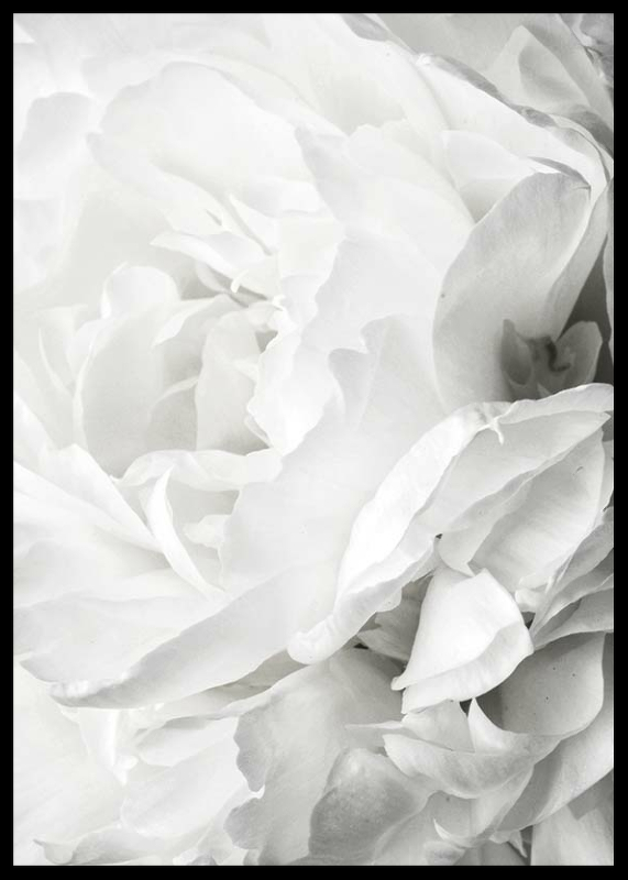 White Rose No2-2