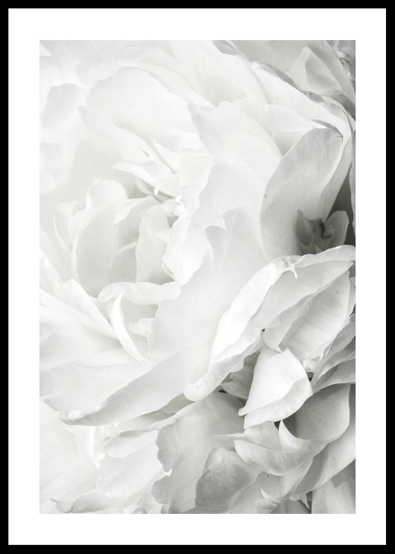 White Rose No2-0